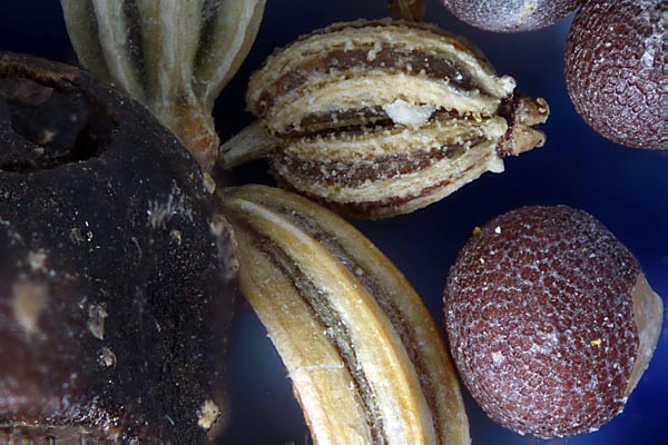 Indian spices with reversed Pentax 67 55 mm f/4 lens with a Tamron 80-210 mm f/3.8 tube lens with Zerene Stacker DMap stack of 25 images